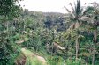 Рисовые террасы, остров Бали